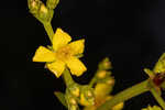 Roundpod St. Johnswort